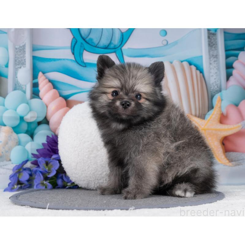 販売中の岐阜県のポメラニアン-445930の7枚目