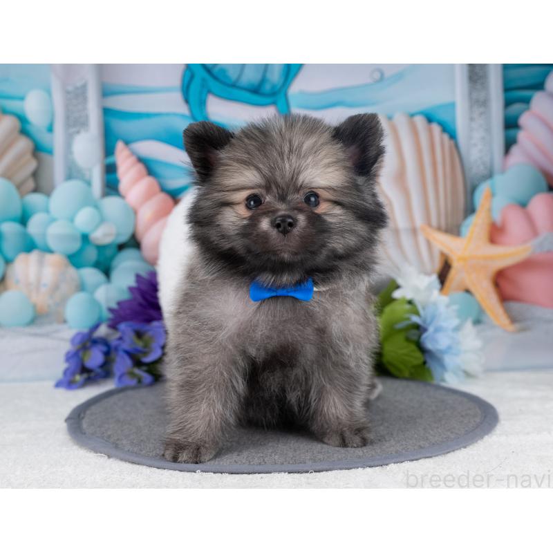 販売中の岐阜県のポメラニアン-445930の6枚目