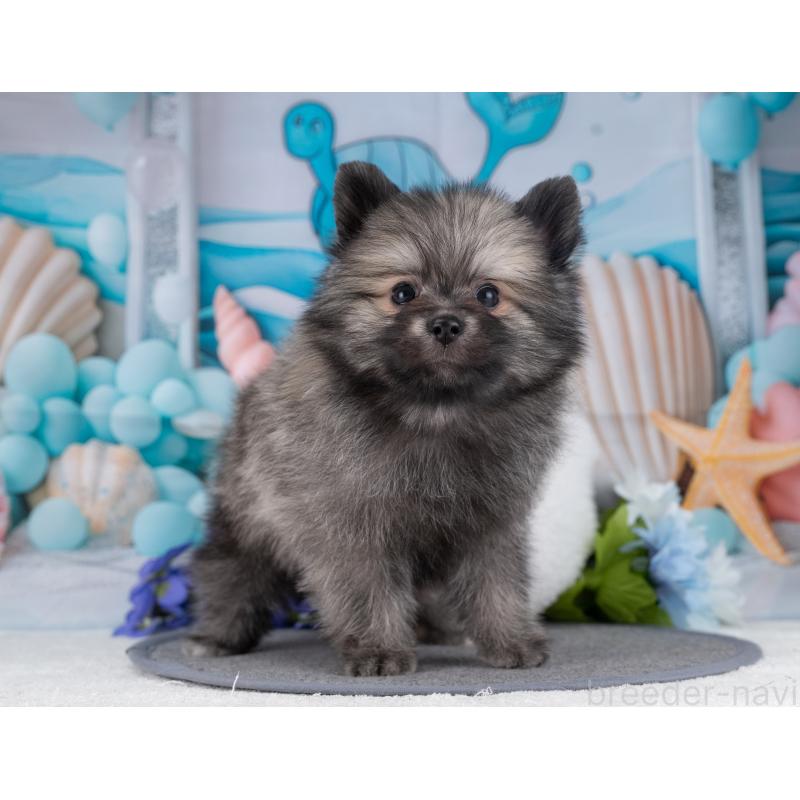 販売中の岐阜県のポメラニアン-445930の5枚目