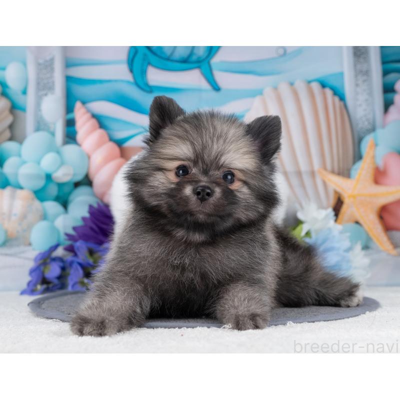 販売中の岐阜県のポメラニアン-445930の4枚目