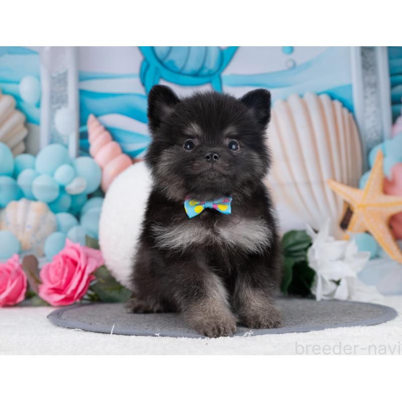 販売中の岐阜県のポメラニアン-445932の7枚目