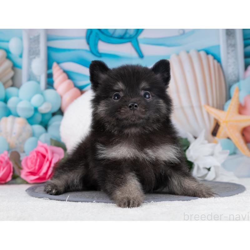 販売中の岐阜県のポメラニアン-445932の6枚目