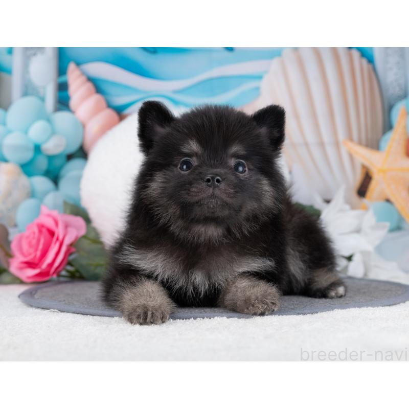 販売中の岐阜県のポメラニアン-445932の5枚目