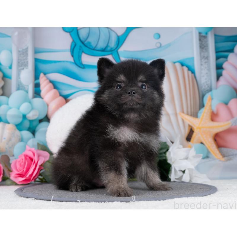 販売中の岐阜県のポメラニアン-445932の4枚目