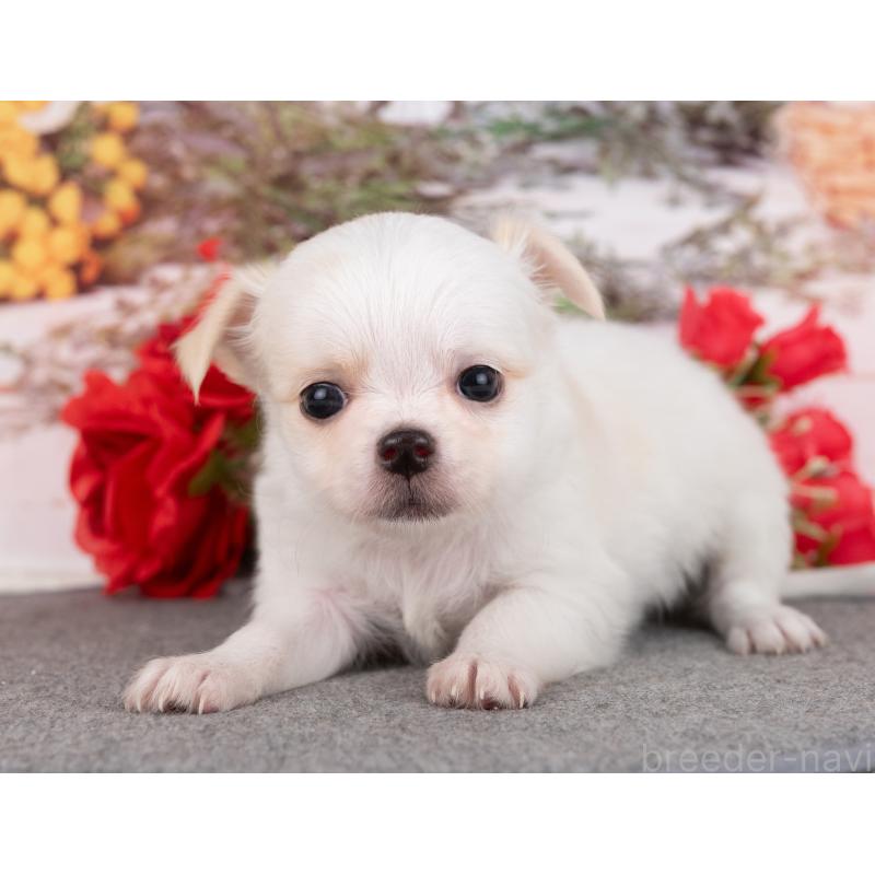 販売中の岐阜県のチワワ(ロングコート)-445933の7枚目