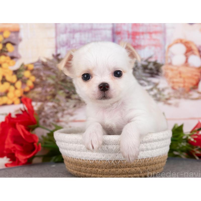 販売中の岐阜県のチワワ(ロングコート)-445933の4枚目