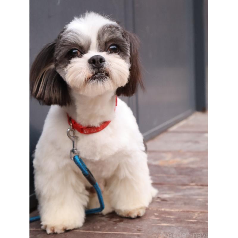 販売中の山口県のチワズー:チワワ×シーズー-409721の3枚目