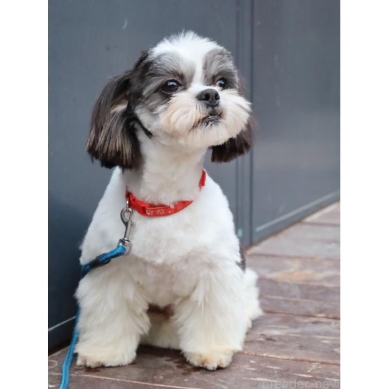 販売中の山口県のチワズー:チワワ×シーズー-409721の2枚目