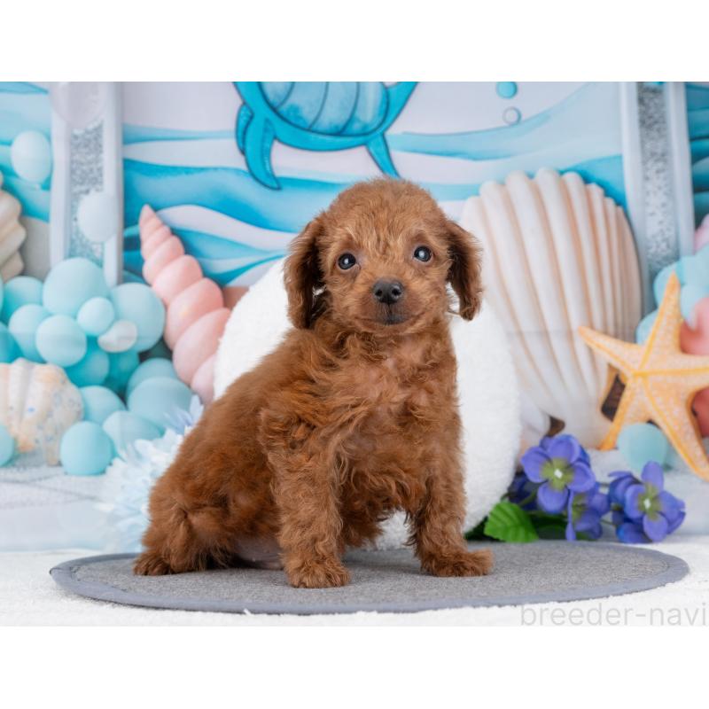 販売中の岐阜県のタイニープードル-445934の6枚目