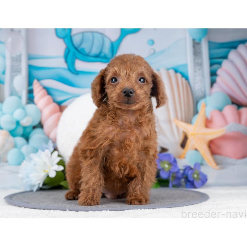 販売中の岐阜県のタイニープードル-445934の4枚目