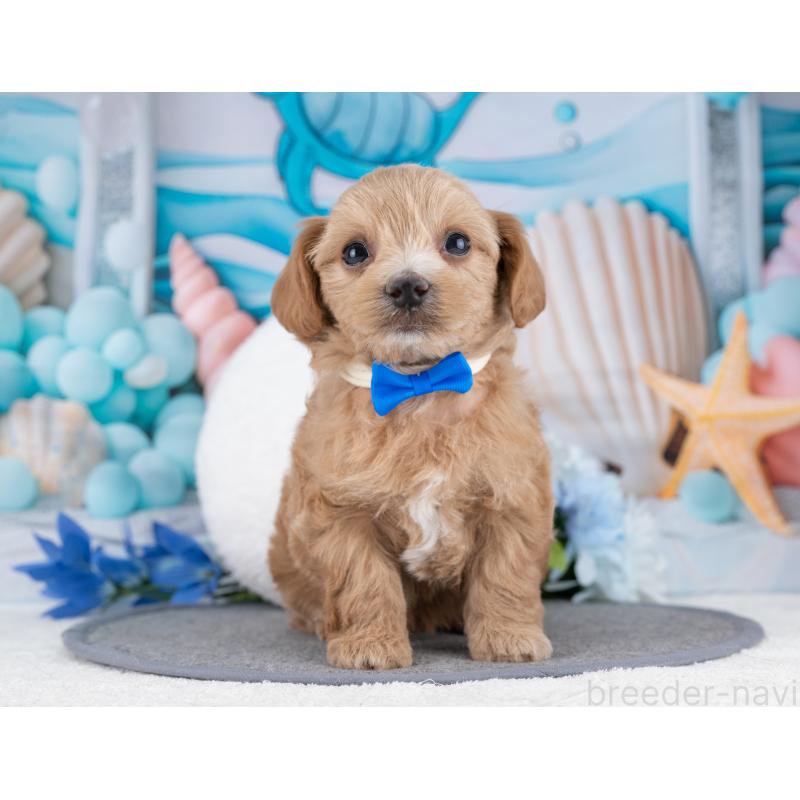 販売中の岐阜県のマルプー:マルチーズ×トイプードル-445935の7枚目