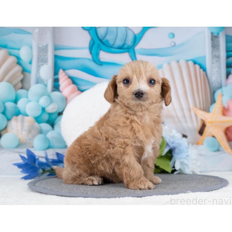 販売中の岐阜県のマルプー:マルチーズ×トイプードル-445935の6枚目