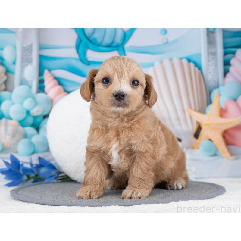 販売中の岐阜県のマルプー:マルチーズ×トイプードル-445935の5枚目