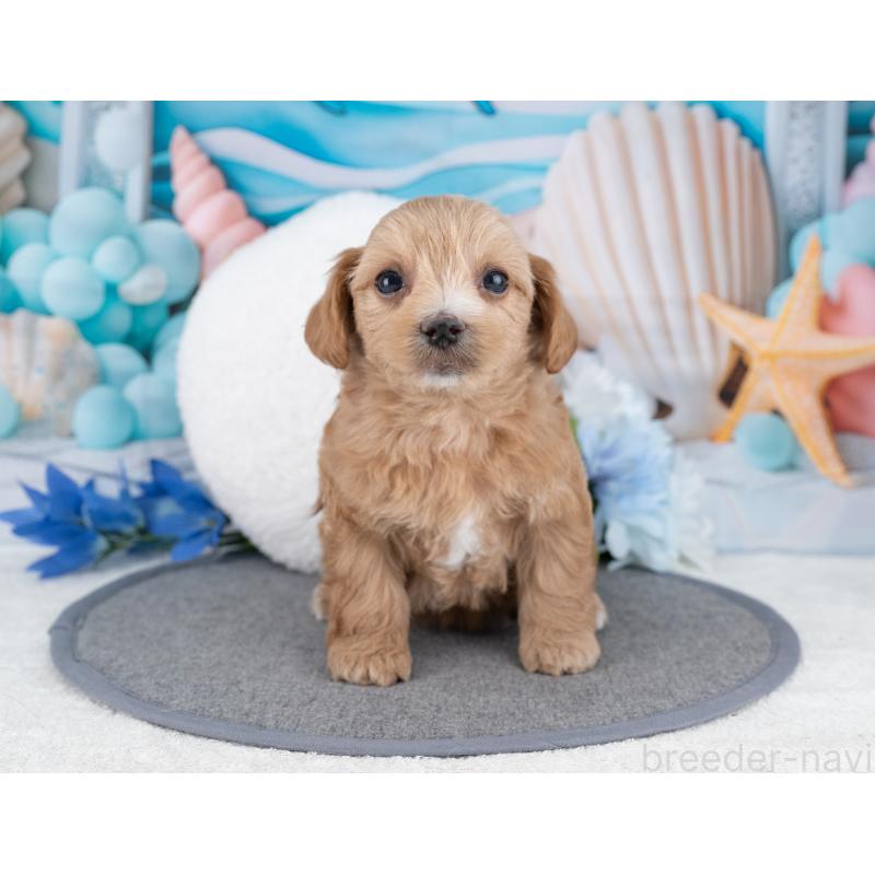 販売中の岐阜県のマルプー:マルチーズ×トイプードル-445935の4枚目