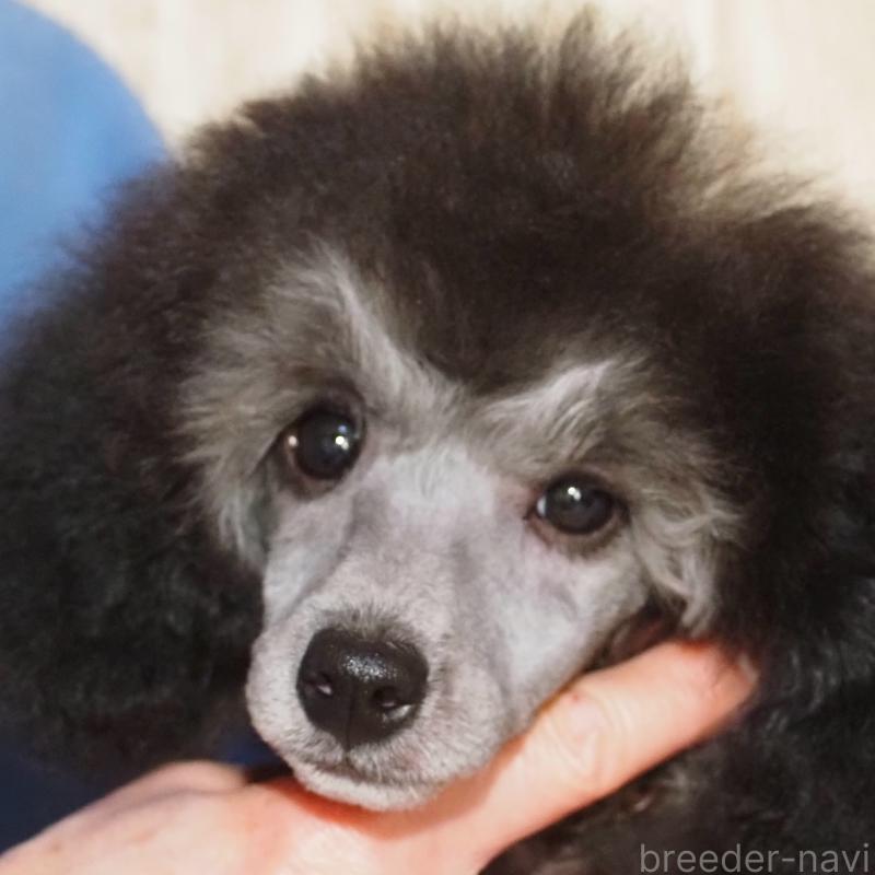 販売中の山梨県のトイプードル-434393の1枚目