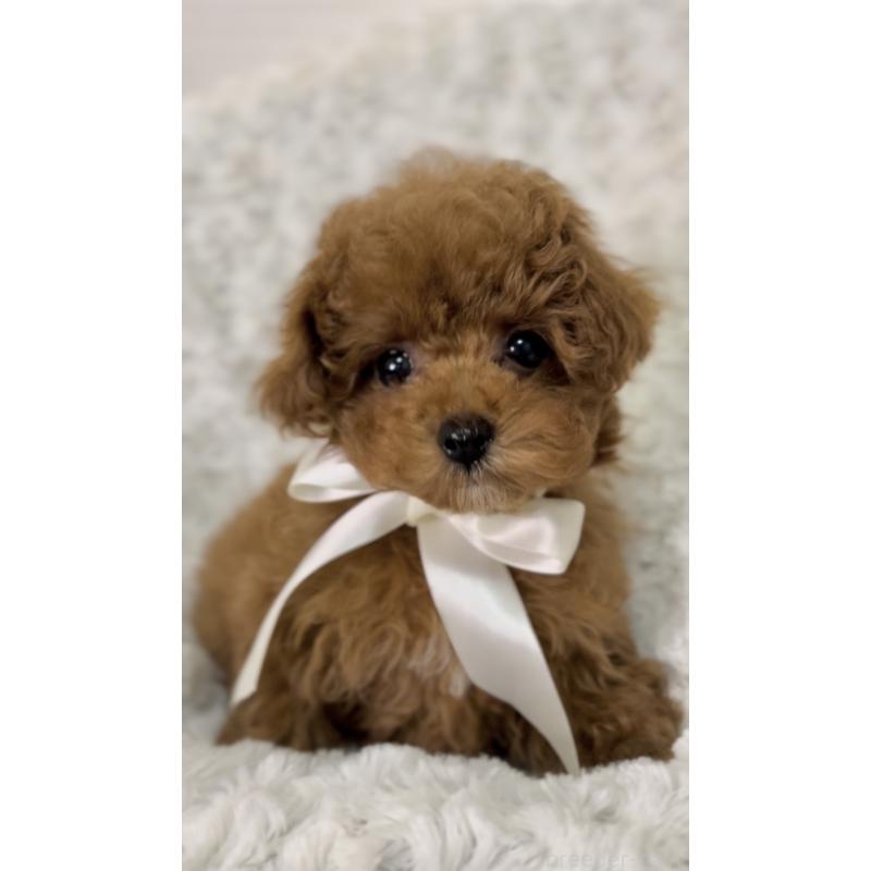 販売中の群馬県のタイニープードル-445939の3枚目