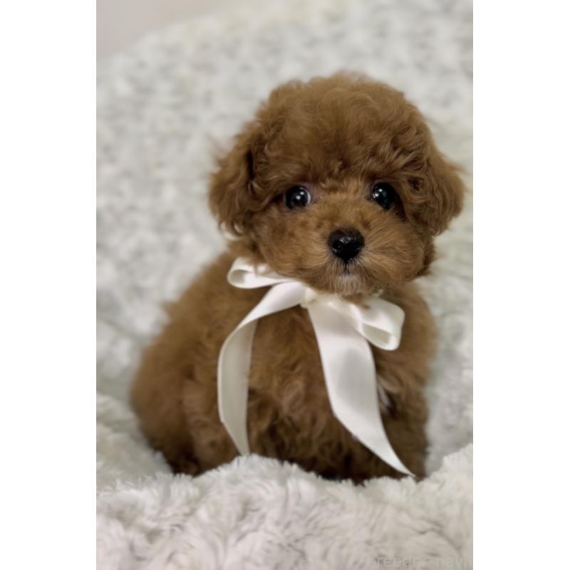 販売中の群馬県のタイニープードル-445939の2枚目