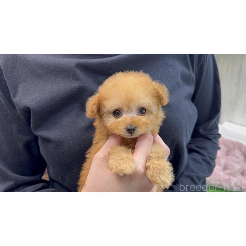 販売中の新潟県のティーカッププードル-445937の4枚目