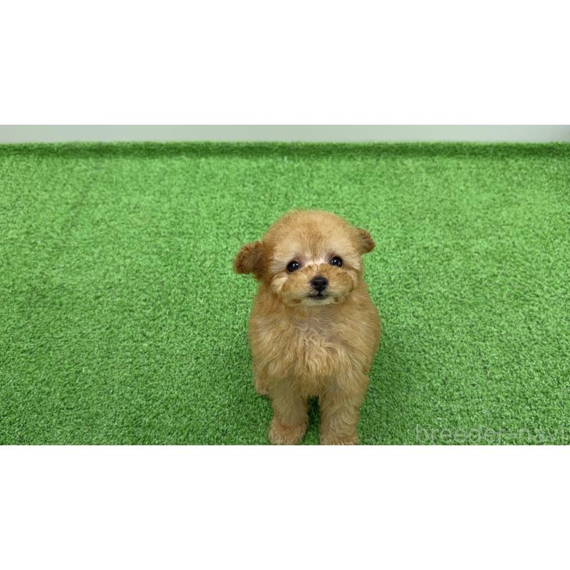 販売中の新潟県のティーカッププードル-445937の3枚目