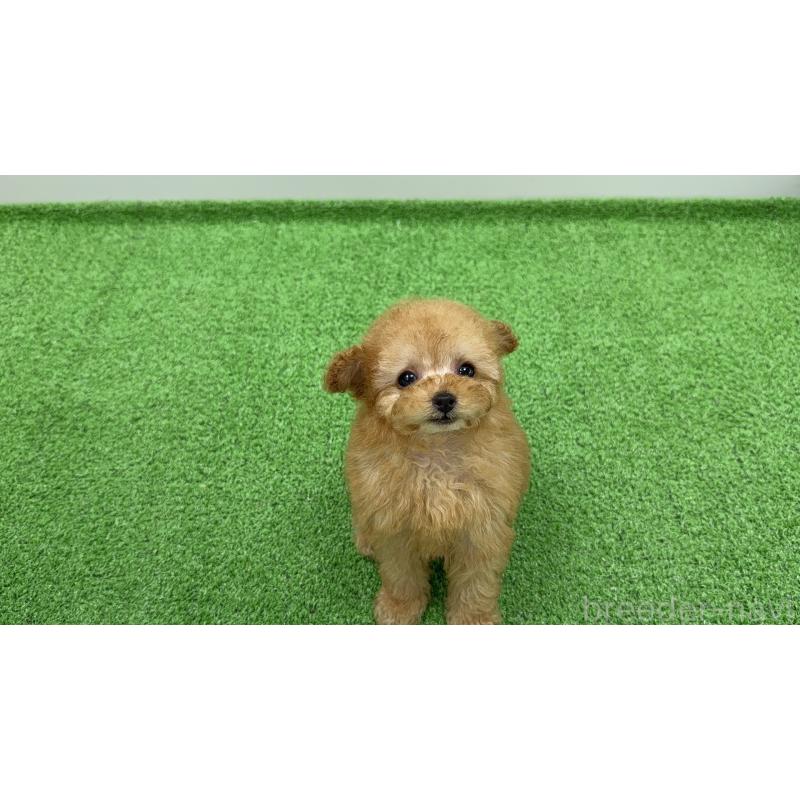 販売中の新潟県のティーカッププードル-445937の2枚目