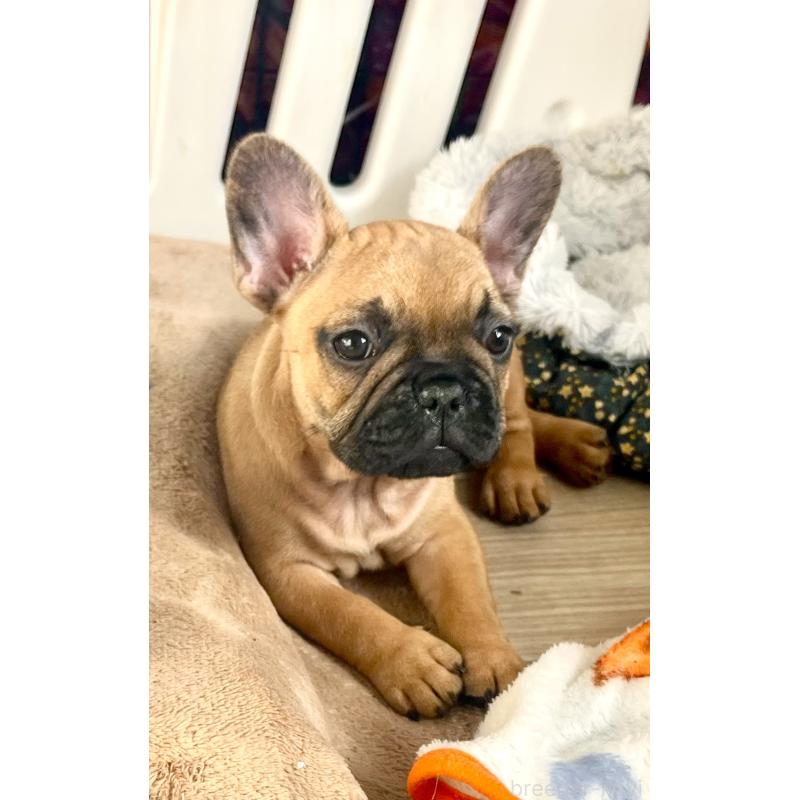 販売中の愛知県のフレンチブルドッグ-445936の4枚目