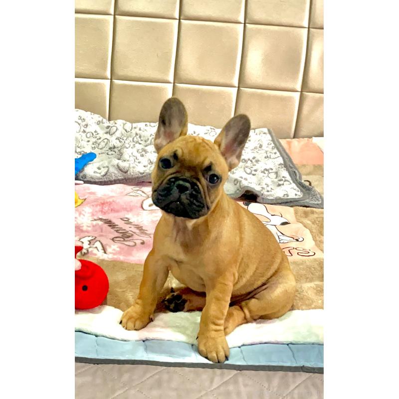 販売中の愛知県のフレンチブルドッグ-445936の2枚目