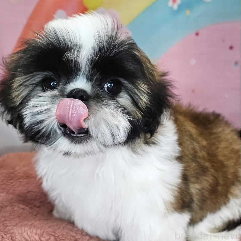 商談中の愛知県のシーズー-428583の7枚目