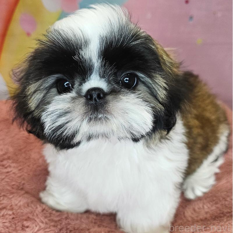 商談中の愛知県のシーズー-428583の5枚目