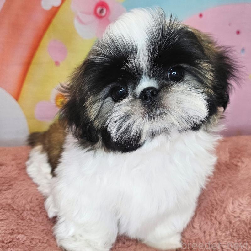 商談中の愛知県のシーズー-428583の4枚目