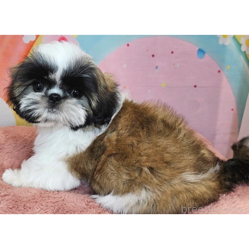 商談中の愛知県のシーズー-428583の3枚目