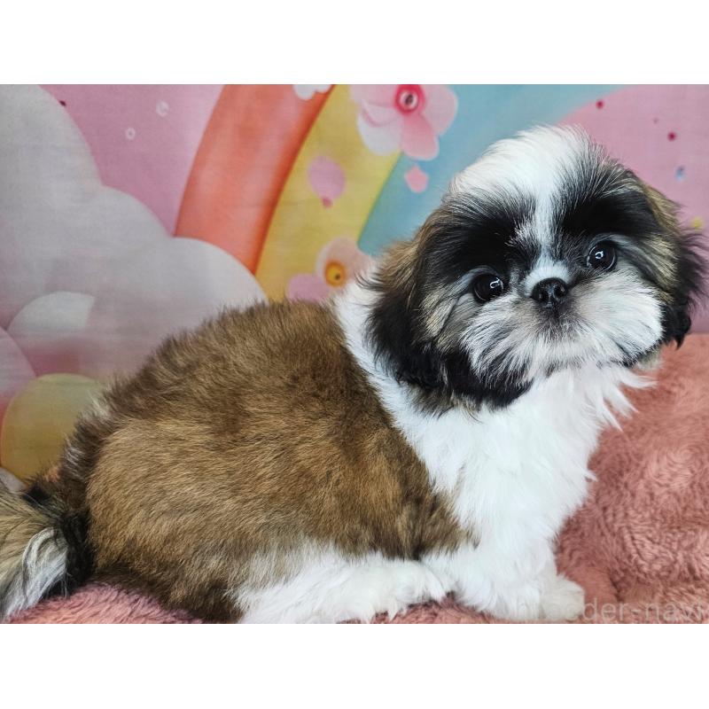 商談中の愛知県のシーズー-428583の2枚目