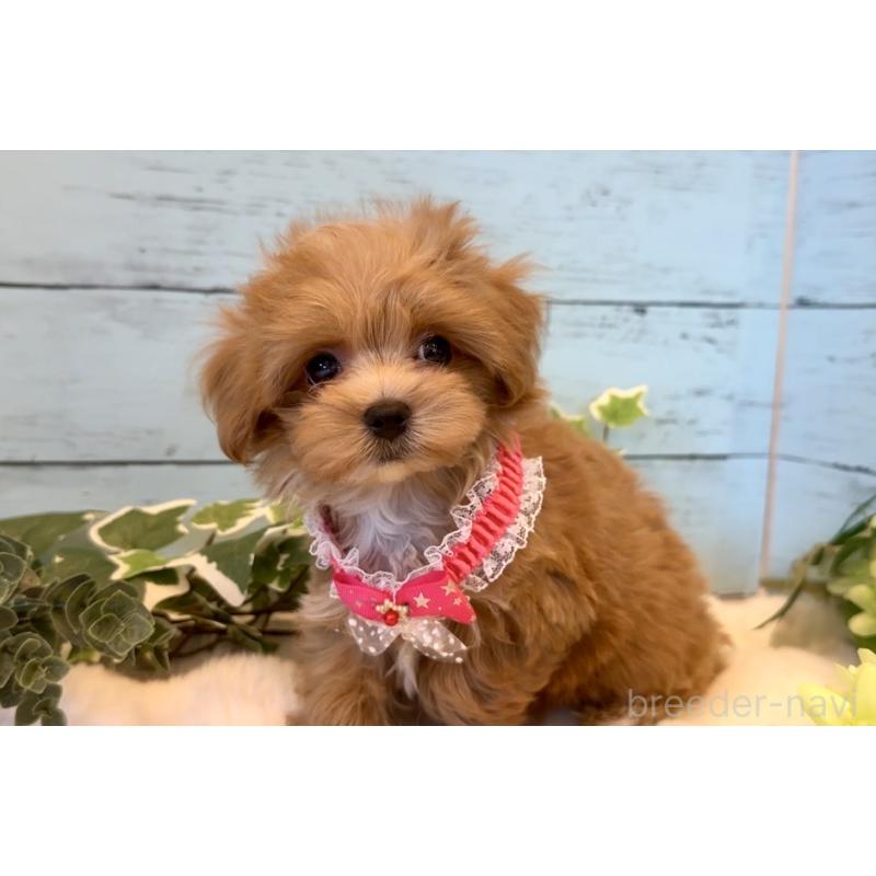 販売中の埼玉県のマルプー:マルチーズ×トイプードル-445938の9枚目