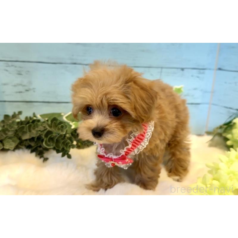 販売中の埼玉県のマルプー:マルチーズ×トイプードル-445938の7枚目