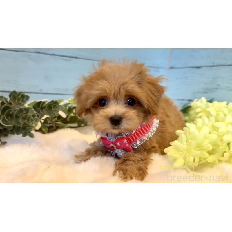 販売中の埼玉県のマルプー:マルチーズ×トイプードル-445938の6枚目