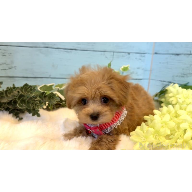 販売中の埼玉県のマルプー:マルチーズ×トイプードル-445938の5枚目