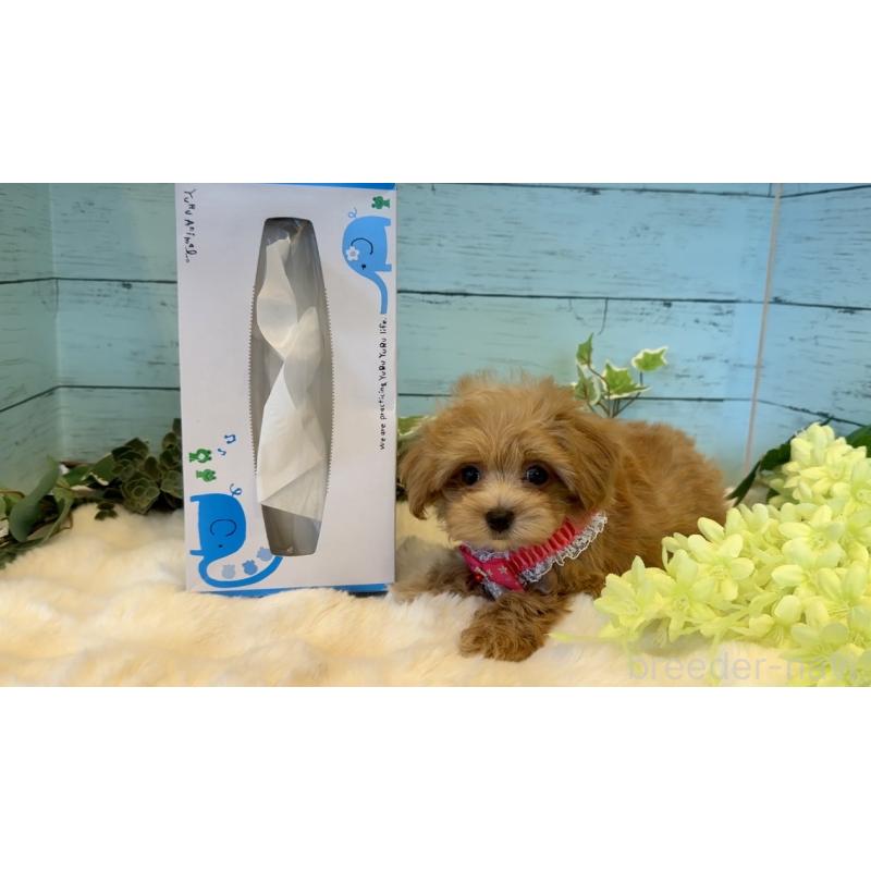 販売中の埼玉県のマルプー:マルチーズ×トイプードル-445938の4枚目