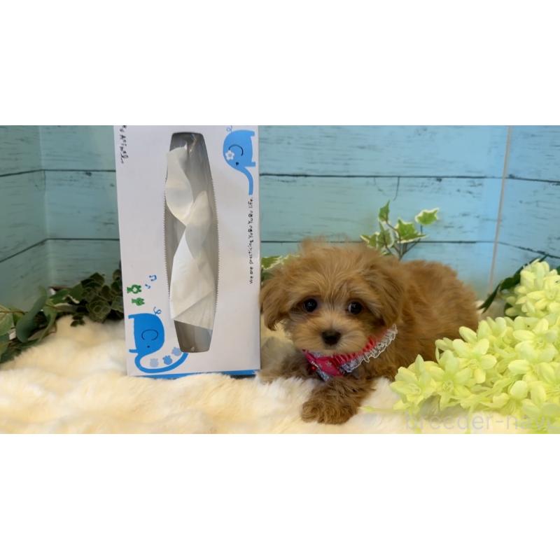 販売中の埼玉県のマルプー:マルチーズ×トイプードル-445938の3枚目