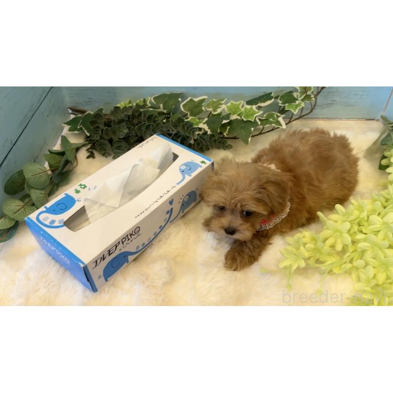 販売中の埼玉県のマルプー:マルチーズ×トイプードル-445938の2枚目