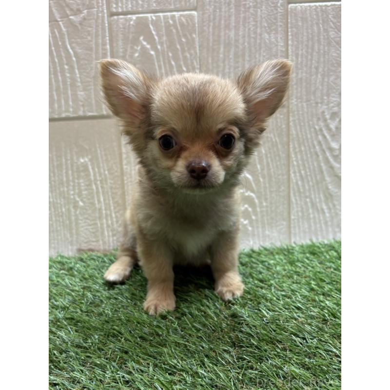 販売中の愛知県のチワワ(ロングコート)-436861