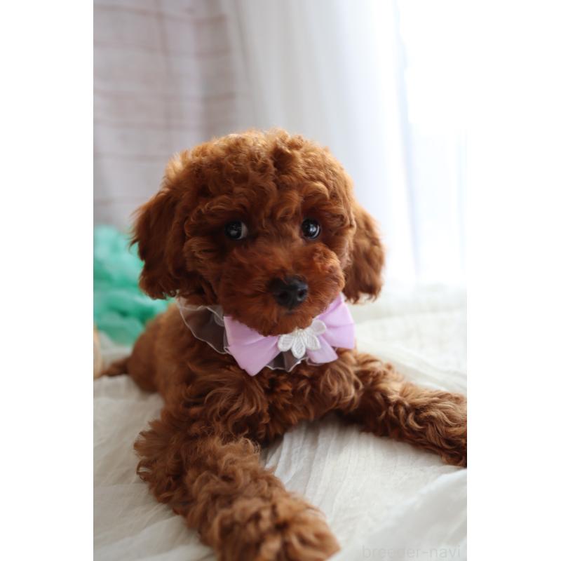 販売中の奈良県のトイプードル-445942の2枚目