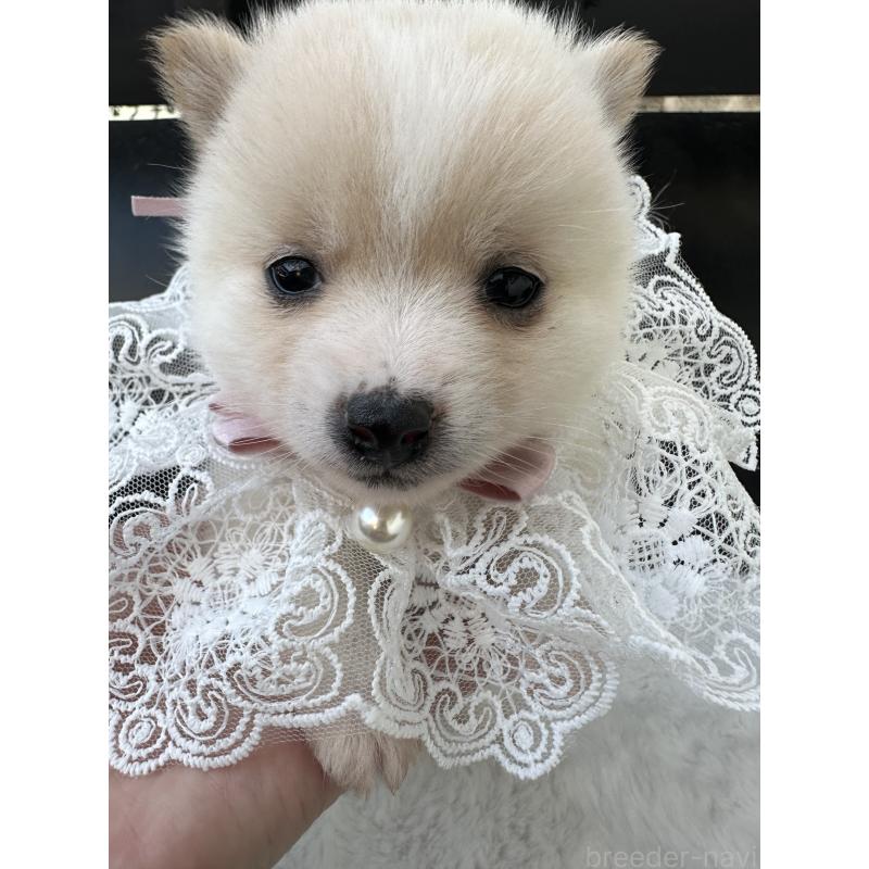 販売中の福岡県のミックス犬-439261