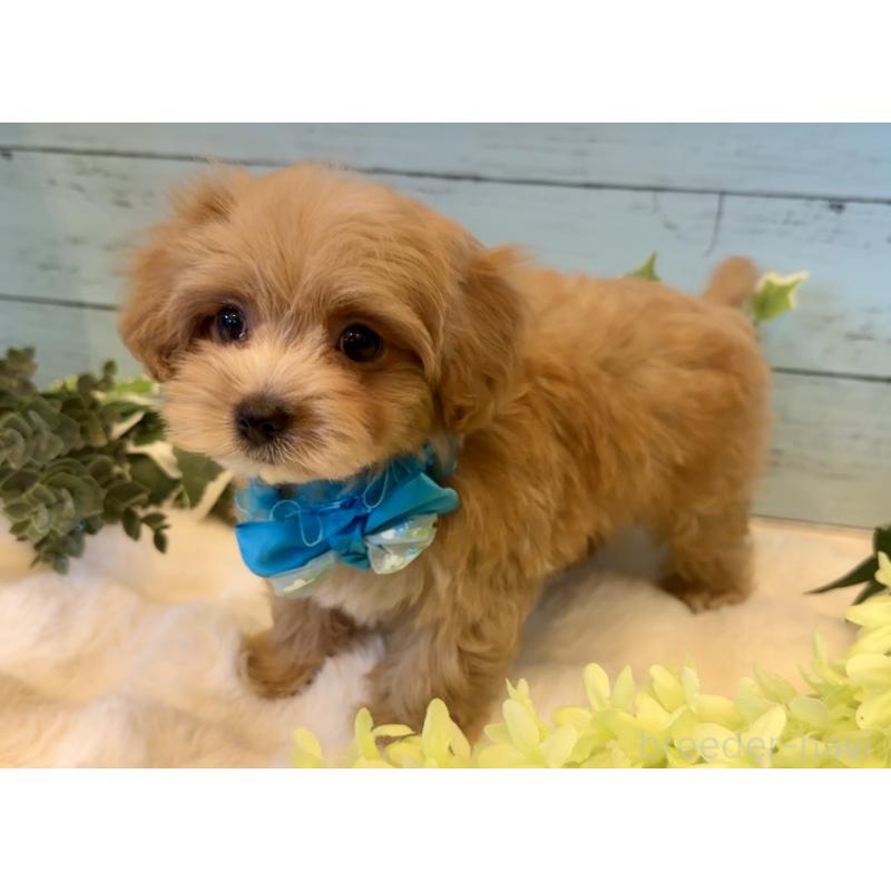 販売中の埼玉県のマルプー:マルチーズ×トイプードル-445940の10枚目