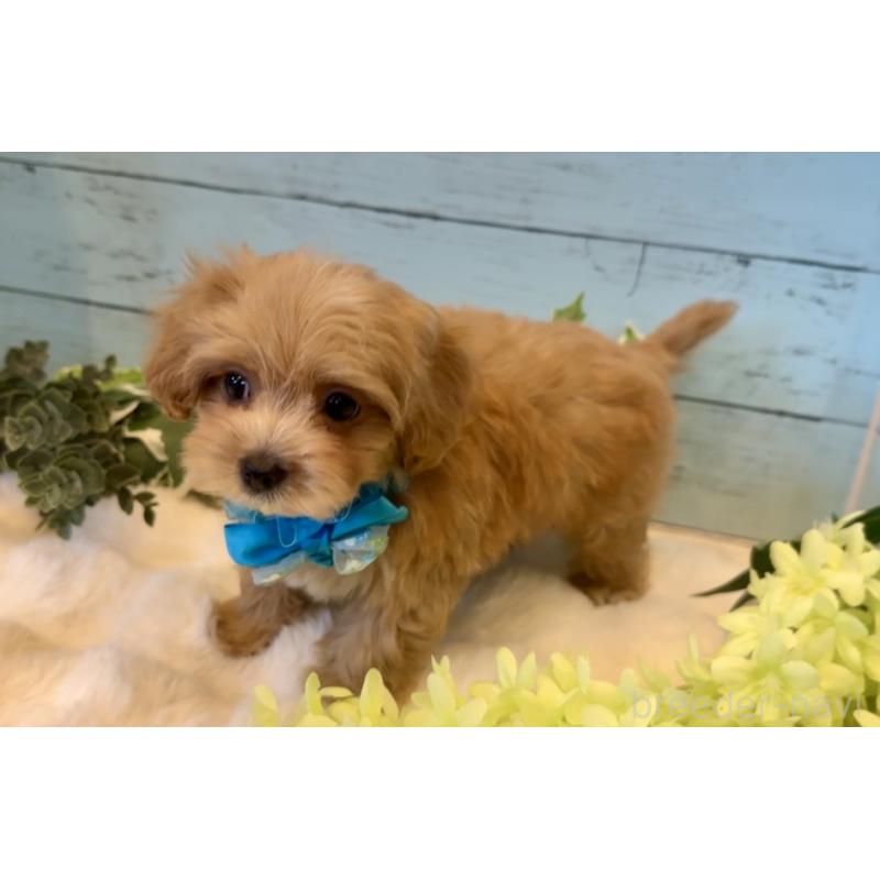 販売中の埼玉県のマルプー:マルチーズ×トイプードル-445940の11枚目