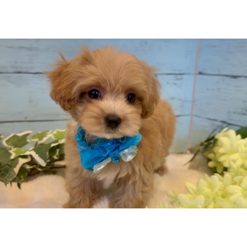 販売中の埼玉県のマルプー:マルチーズ×トイプードル-445940の9枚目