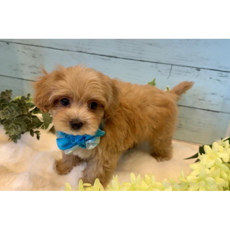 販売中の埼玉県のマルプー:マルチーズ×トイプードル-445940の8枚目