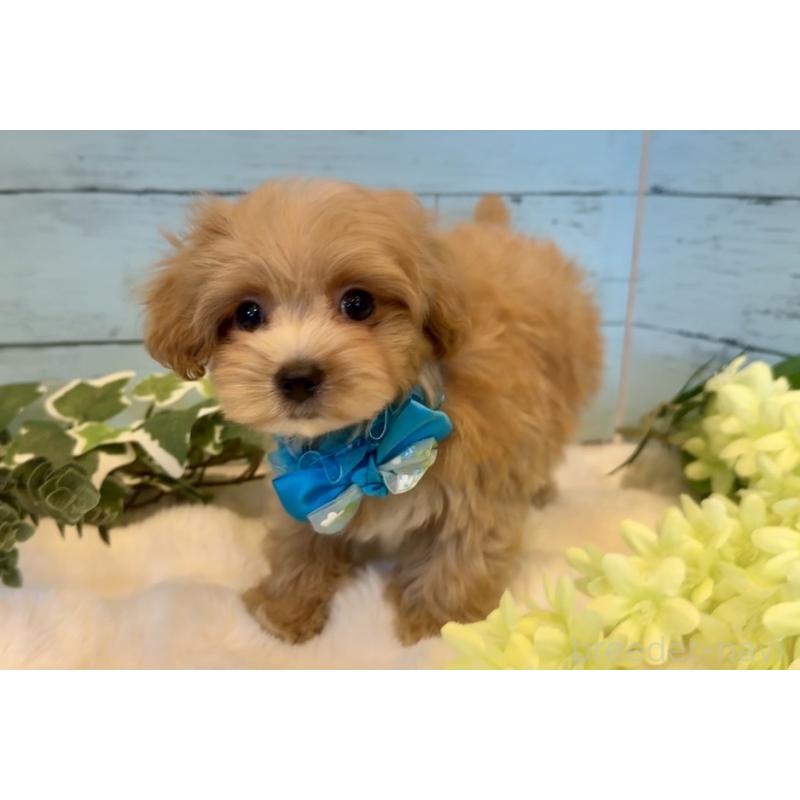 販売中の埼玉県のマルプー:マルチーズ×トイプードル-445940の7枚目