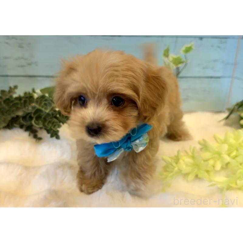 販売中の埼玉県のマルプー:マルチーズ×トイプードル-445940の5枚目