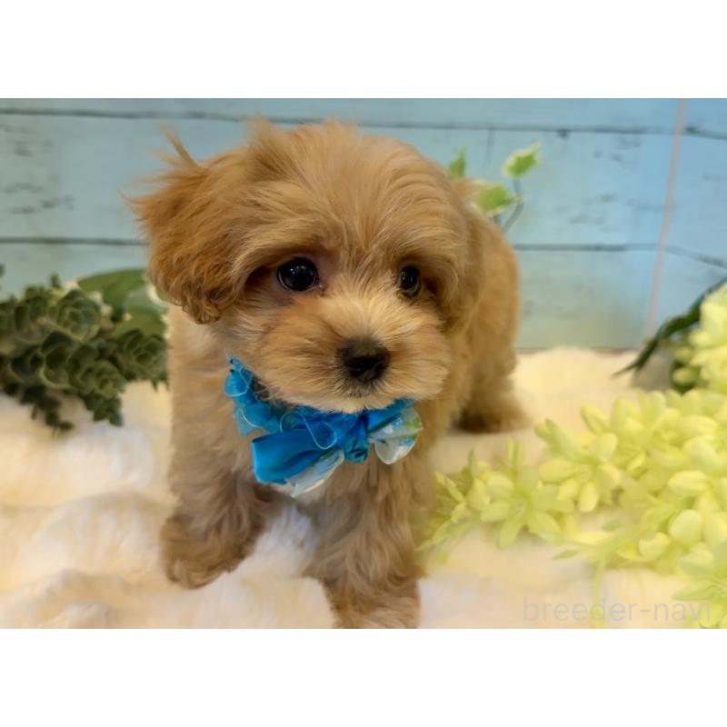 販売中の埼玉県のマルプー:マルチーズ×トイプードル-445940の4枚目