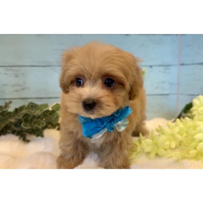 販売中の埼玉県のマルプー:マルチーズ×トイプードル-445940の3枚目