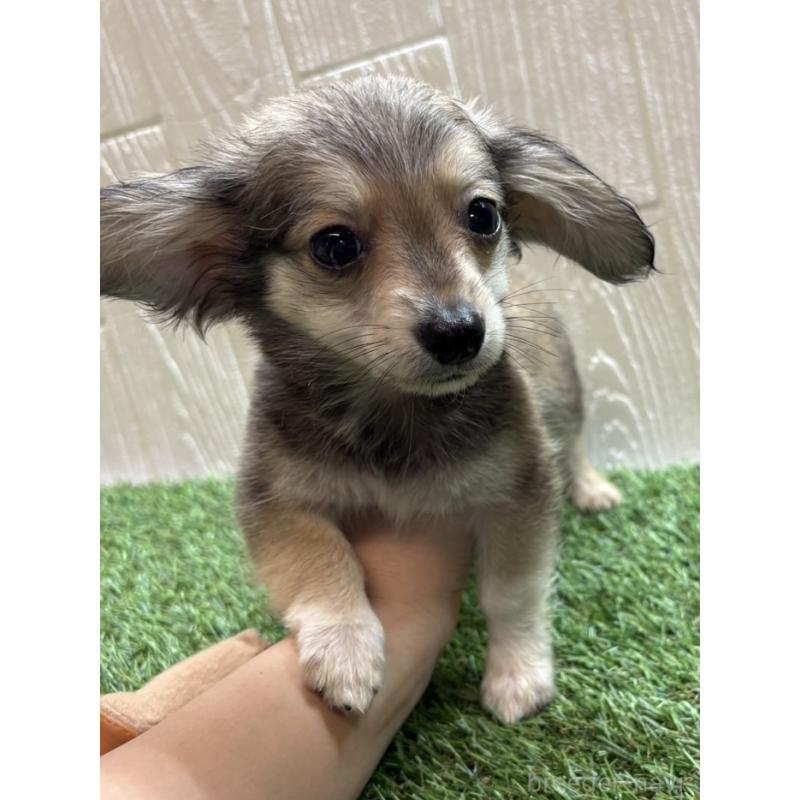 販売中の愛知県のチワックス:チワワ×ミニチュアダックスフンド-430981の8枚目